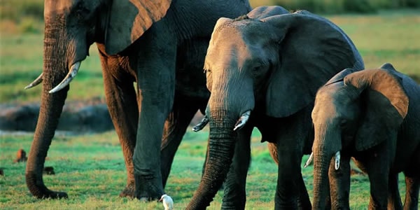 Os Observadores e o Elefante